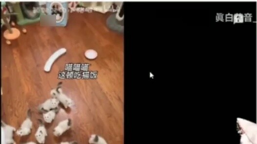 Japanese lolita watched a cat movie and learned to scream like a cat? [Mashiro Kanon]