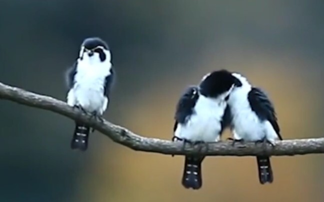 Bird: Ugh, ptoo!