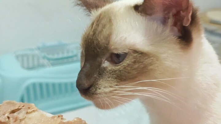 Đại ca, em lấy sườn non để giết thời gian đây!