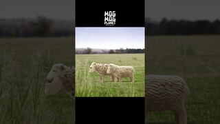 Sheep  - MOGMOG PLANET Observation Diary | It's Anime #shorts #anime #animals
