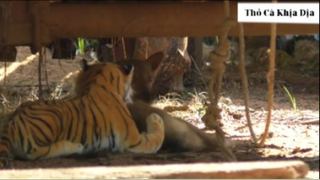 Các bé cún mất hồn #Thobiettroll