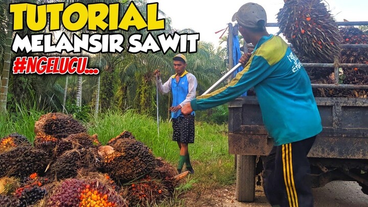 TUTORIAL MALANSIR SAWIT - VLOG KEBUN SAWIT