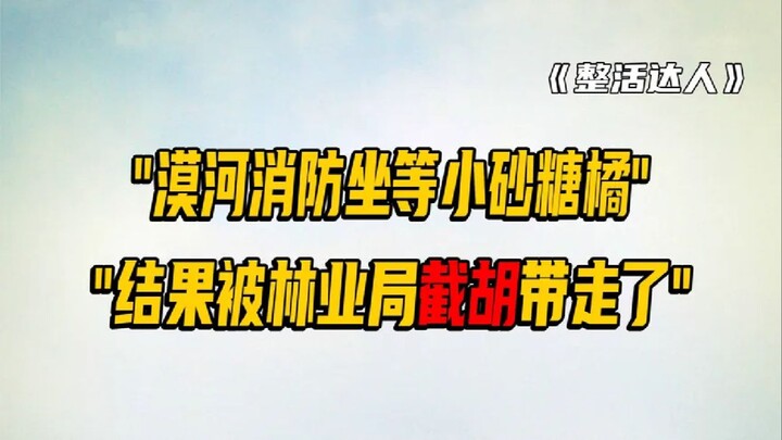 After Xiao Shatangju was intercepted, 20 million people tuned into the Mohe livestream—every firefig