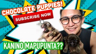 NEW PUPS! KANINO MAPUPUNTA? | SUPER MARCOS VLOGS