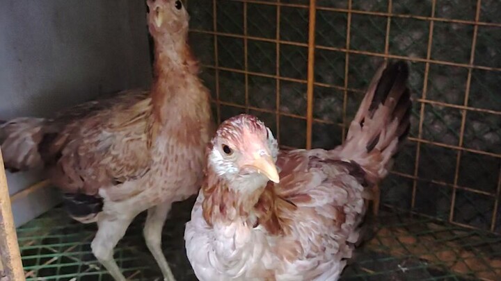 Baby balbas line 2months old., may pang balik nadin sa tatay nxt year