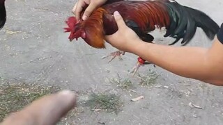 Native bantam vs brown red bantam