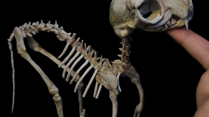 1 นาที 23 วินาที พาคุณชมการเกิดของแมวตัวหนึ่งแบบครบถ้วน