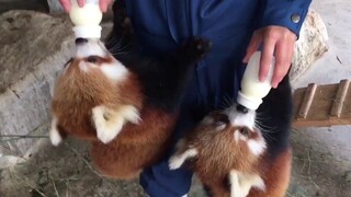 "Oh tidak! Aku punya dua puting kecil di tubuhku."