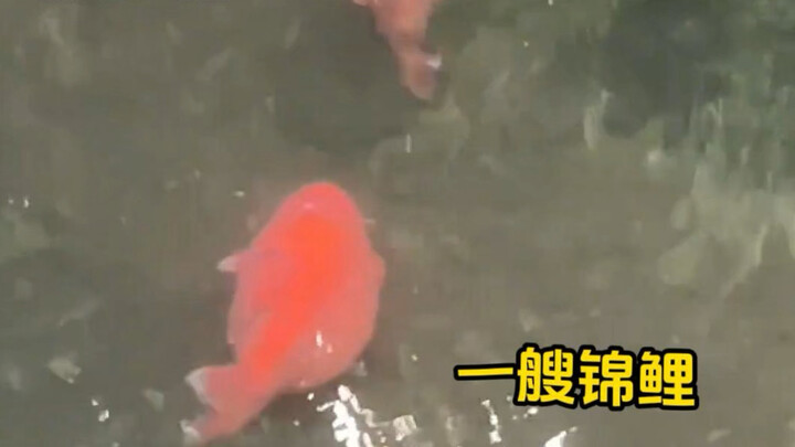 The chubby babies at Panzhihua Zoo～