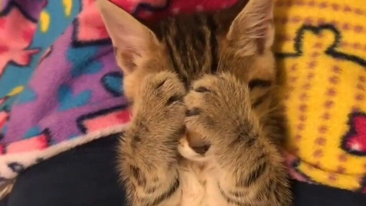 The little kitten was having a sweet dream about eating when its owner woke it up—so not happy!