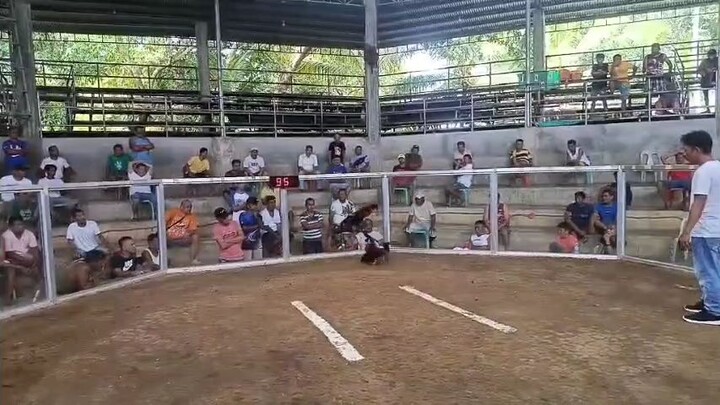 candijay arena #2wins#KANKOKA