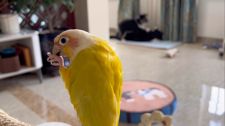 นกตัวเล็ก: สวัสดีค่ะ/ครับ ดูละครอย่าลืมเตรียมเมล็ดทานตะวันนะ