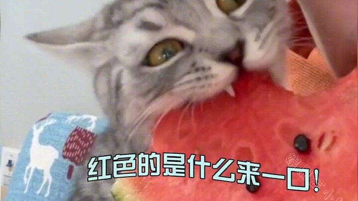 For the first time ever, I saw an expression of sheer astonishment on this kitty's face! As soon as 