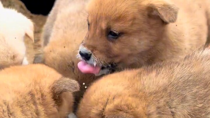 Begitu mereka dengar suara aku datang, suasana langsung ricuh!