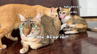 #537 Chủ Khế Thúi bể nợ Vì Thú Vui Tao Nhã