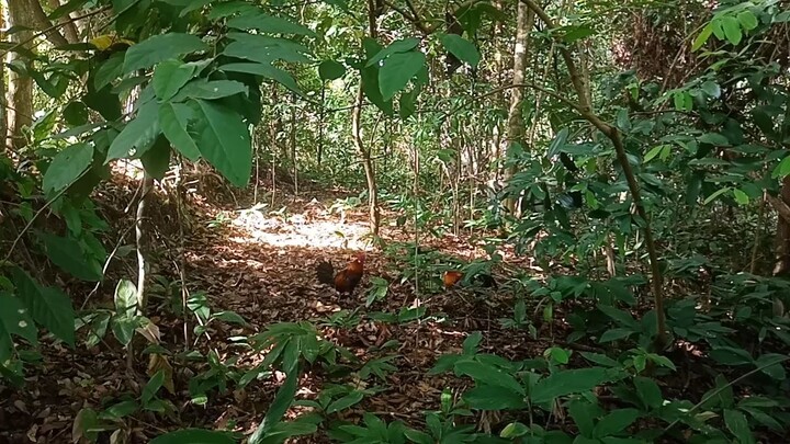 pikat ayam hutan tapau ke-3