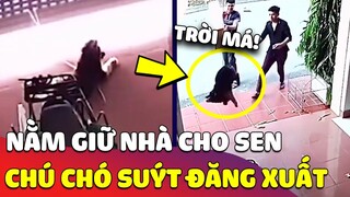 Chưa kịp viết di chúc, chú chó bị chủ vô tình 'TREO LÊN CỬA CUỐN' 😅 Gâu Đần