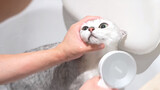 【Animal Circle】Male cat caught red-handed for peeing on couch
