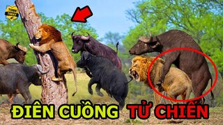 🔴 Lãnh Trọn "Cú Húc Tử Thần" Của Trâu Rừng, Chúa Sơn Lâm Khóc Thét Nhận Cái Kết Kinh Hoàng