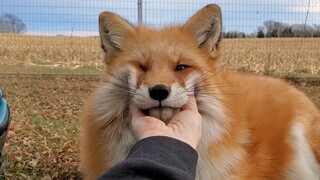 Who doesn't want to rub the fox's head? Do foxes greet each other by first opening their mouths and 