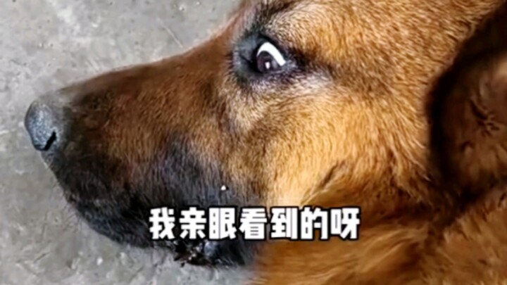 Thật sự là chó quá đi!!!