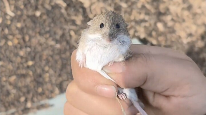 Tikus kecil dari utara, bahkan terlihat agak menggemaskan!