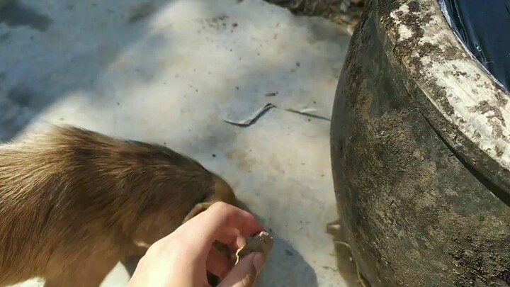 Add mosquito coils to a tank full of mosquito larvae and cover it with plastic wrap.