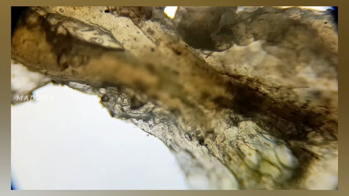 Microscope: Color, Fibers, and Micro-hairs