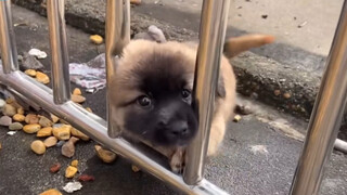 Nostalgic childhood memories of Xiao Niqiu! How many of those warm and adorable moments can you stil