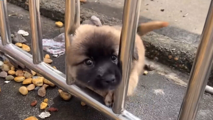 Nostalgic childhood memories of Xiao Niqiu! How many of those warm and adorable moments can you stil