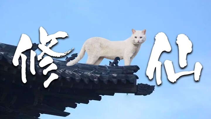The cat has been trapped in the tower for two years, and the poop has piled up like a mountain! Only