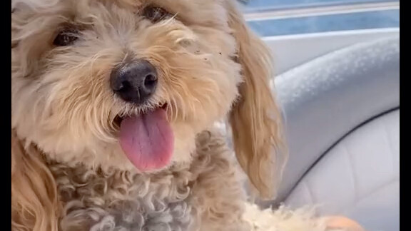 Dog owners taking your pups for a ride, beware: at 40 mph, the wind can flatten that round doggy hea