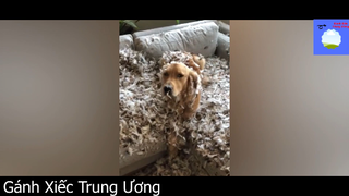 Nên hầm hay chiên con Boss siêu quậy này đây ta #funny