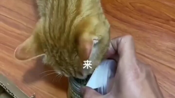 ความน่าดึงดูดของตำแยแมวต่อแมว