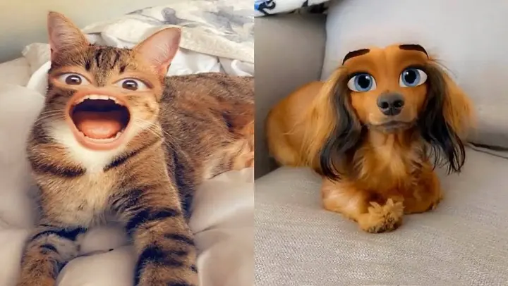 Pets Try On Snapchat Filters