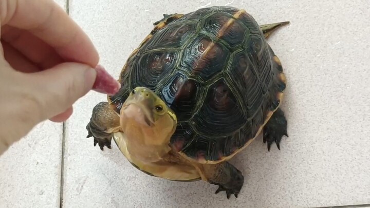My yellow-margined box turtle, whom I’ve raised for nine years, has become almost like a spirit—so t