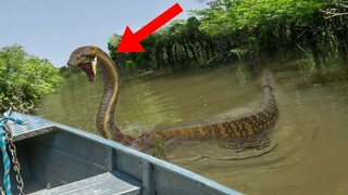 10 Most Dangerous Attacks In The Amazon Jungle