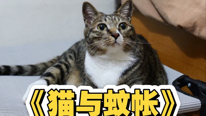 Cats and mosquito nets can totally coexist!