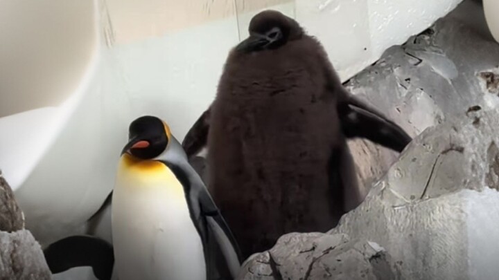 Is a King Penguin Chick Actually Fatter Than Its Parents?
