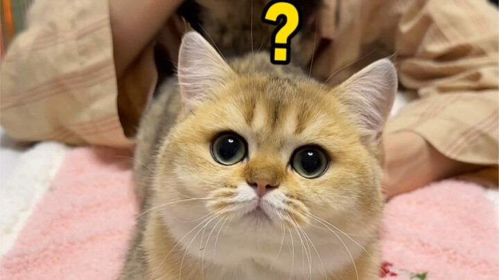 การเลียก้นแมวสามารถทำให้คุณเป็นเพื่อนที่ดีที่สุดของแมวได้จริงหรือ?