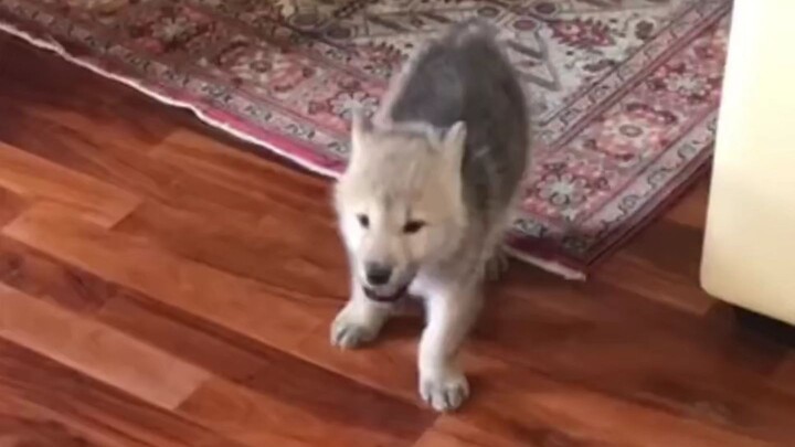 Vô tình nuôi một con sói