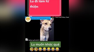 giaitri chócute#chómèohàihước   Lu đi làm từ thiện