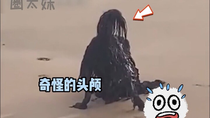 สิ่งมีชีวิตประหลาดบนชายหาด
