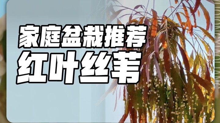 推荐一种很好养活的室内垂吊植物