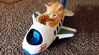 Funniest Animals 😄 New Funny Cats and Dogs Videos 😹🐶