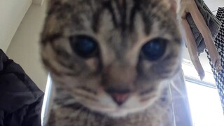 上班看监控里的小猫我真的受不了