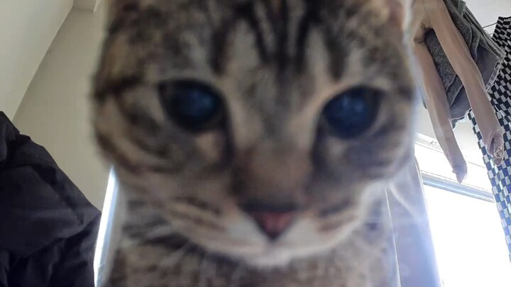 上班看监控里的小猫我真的受不了