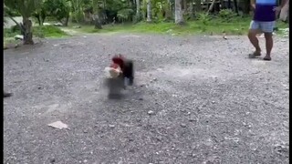 SUPER BROWN RED X BEBOT UY HAtch grey