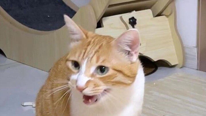 The cat will really tell the shovel that he is sick! !