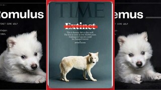 是的，人类复活了灭绝超1万年的恐狼🐺